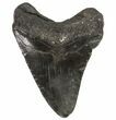 Bargain, Fossil Megalodon Tooth - Georgia #64547-2